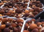 Agrocybe aegerita at Naturalmente in Grotta Vigofunghi