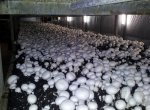 First flush in the mushroom farm of Korona in Demjén. 